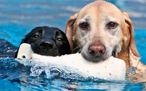 Abre sus puertas el primer Aqua Park Canino de Cataluña