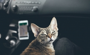 Como viajar en coche con gatos