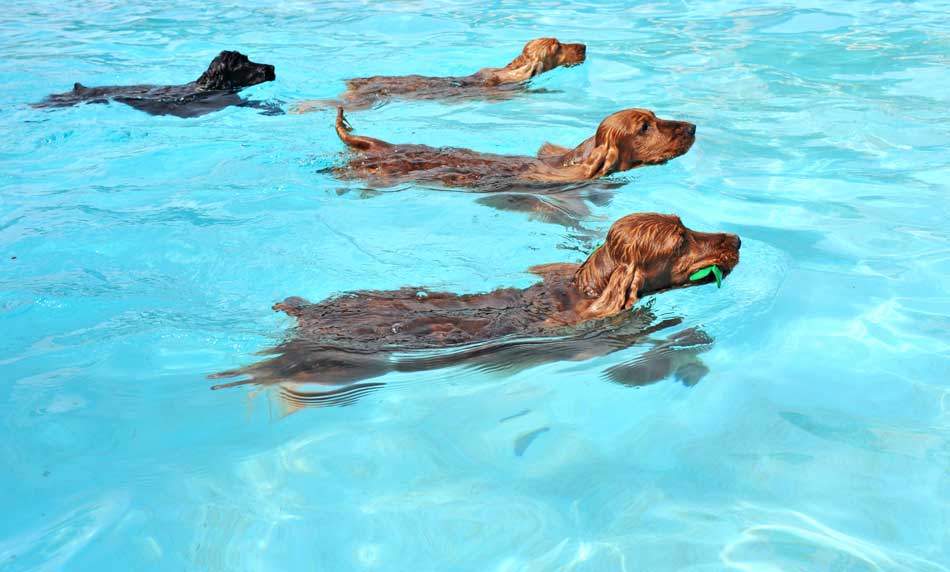 4 perros nadando en una piscina