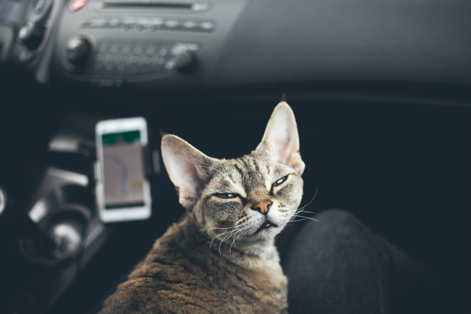 Cómo viajar en coche con gatos