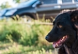 Checklist de viajes en coche con perros